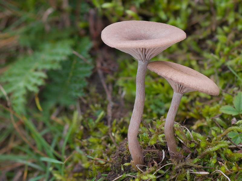 Pseudoclitocybe expallens